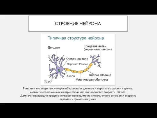 СТРОЕНИЕ НЕЙРОНА Миелин – это вещество, которое обволакивает длинные и короткие