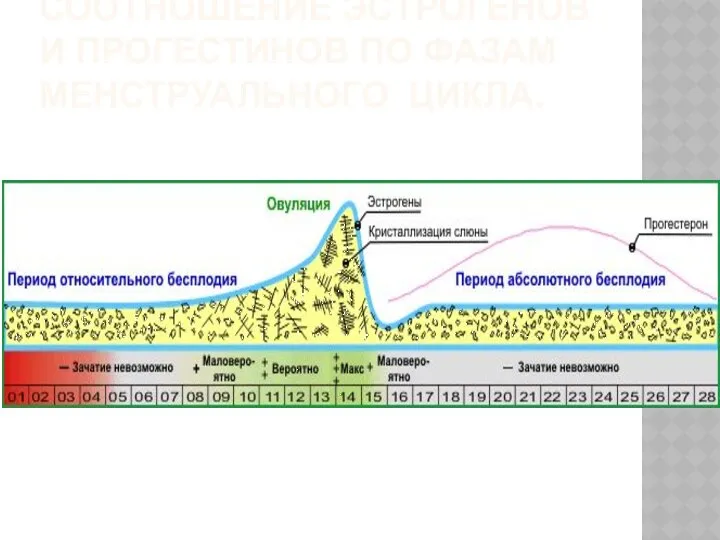 СООТНОШЕНИЕ ЭСТРОГЕНОВ И ПРОГЕСТИНОВ ПО ФАЗАМ МЕНСТРУАЛЬНОГО ЦИКЛА.