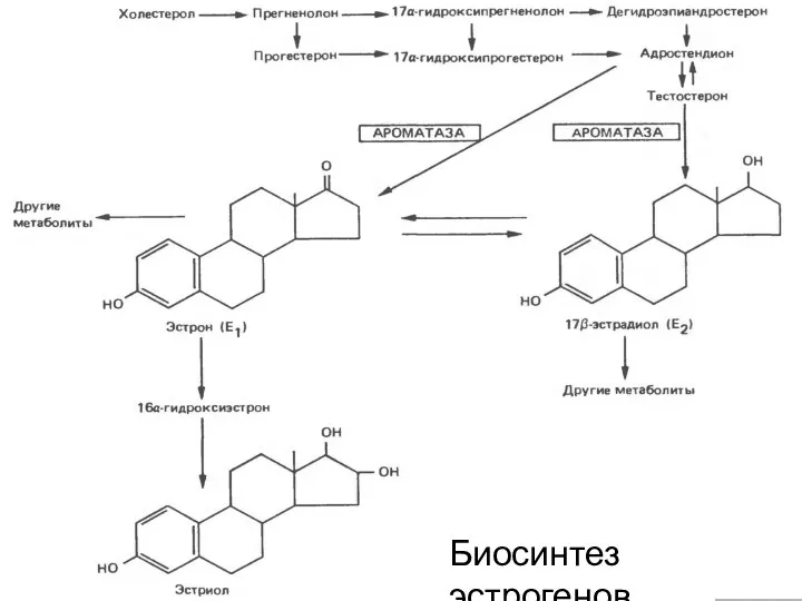 Биосинтез эстрогенов