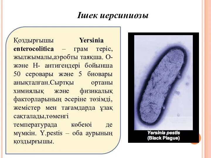 Ішек иерсиниозы Қоздырғышы Yersinia enterocolitica – грам теріс,жылжымалы,аэробты таяқша. О- және