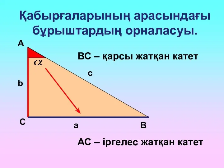 Қабырғаларының арасындағы бұрыштардың орналасуы. А С В b c a ВС