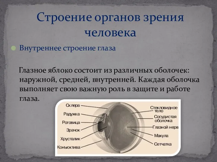 Внутреннее строение глаза Глазное яблоко состоит из различных оболочек: наружной, средней,