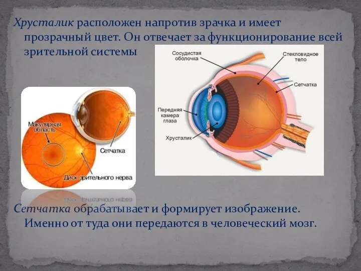 Хрусталик расположен напротив зрачка и имеет прозрачный цвет. Он отвечает за