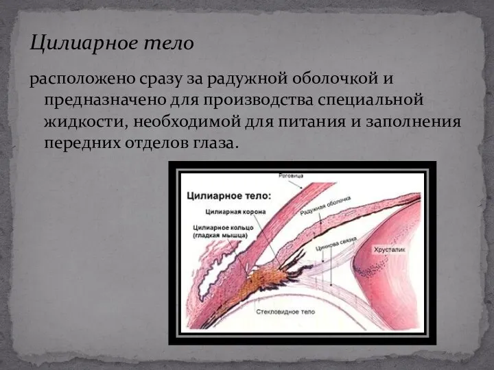 расположено сразу за радужной оболочкой и предназначено для производства специальной жидкости,