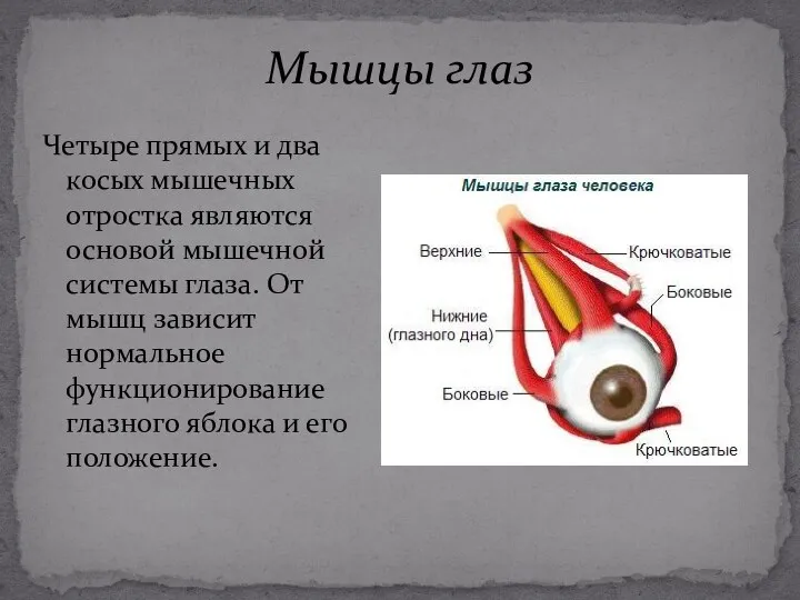 Четыре прямых и два косых мышечных отростка являются основой мышечной системы