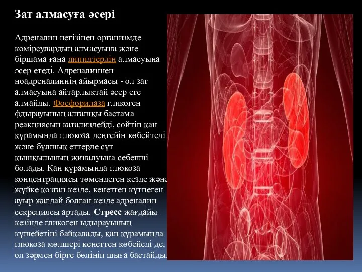 Зат алмасуға əсері Адреналин негізінен организмде көмірсулардың алмасуына жəне біршама ғана