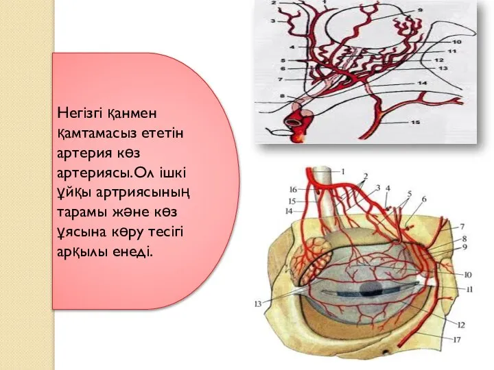 Негізгі қанмен қамтамасыз ететін артерия көз артериясы.Ол ішкі ұйқы артриясының тарамы