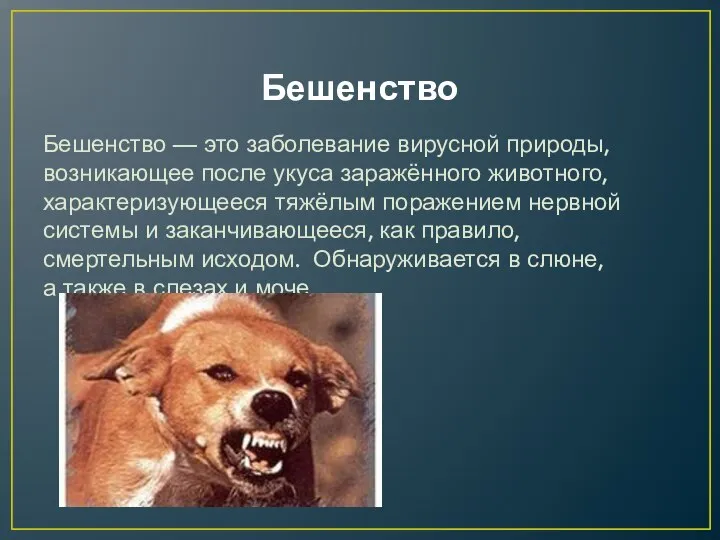 Бешенство Бешенство — это заболевание вирусной природы, возникающее после укуса заражённого