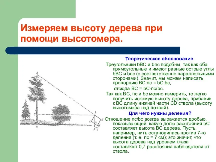 Измеряем высоту дерева при помощи высотомера. Теоретическое обоснование Треугольники bВС и