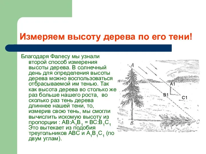 Измеряем высоту дерева по его тени! Благодаря Фалесу мы узнали второй