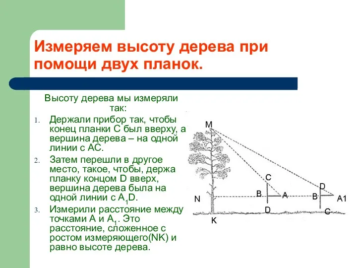 Измеряем высоту дерева при помощи двух планок. Высоту дерева мы измеряли