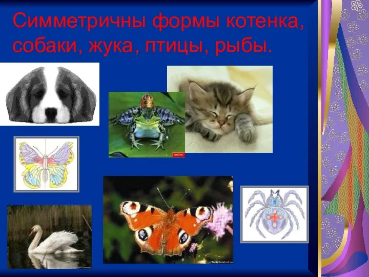 Симметричны формы котенка, собаки, жука, птицы, рыбы.