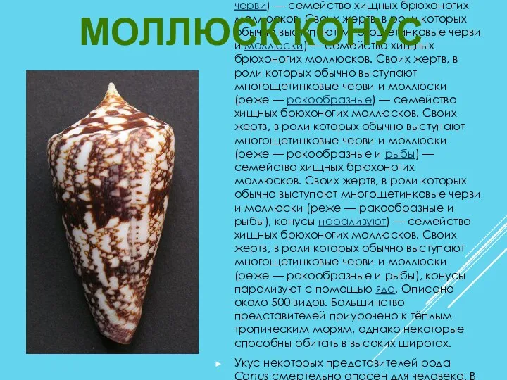Конусы (лат. Conidae) — семейство хищных брюхоногих моллюсков) — семейство хищных