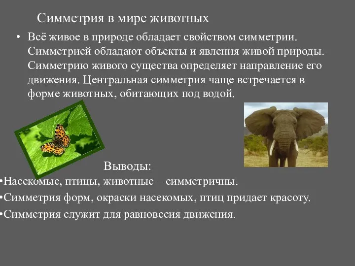 Симметрия в мире животных Всё живое в природе обладает свойством симметрии.