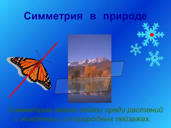 Симметрия в природе Симметрию можно найти среди растений и животных, и в природных пейзажах.