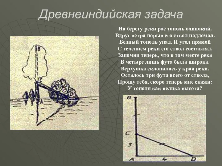 Древнеиндийская задача На берегу реки рос тополь одинокий. Вдруг ветра порыв