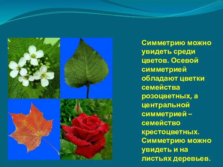 Симметрию можно увидеть среди цветов. Осевой симметрией обладают цветки семейства розоцветных,