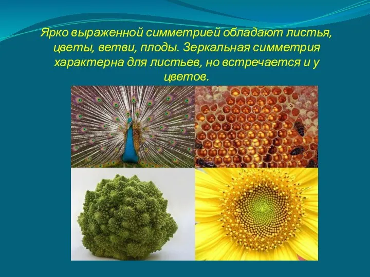 Ярко выраженной симметрией обладают листья, цветы, ветви, плоды. Зеркальная симметрия характерна
