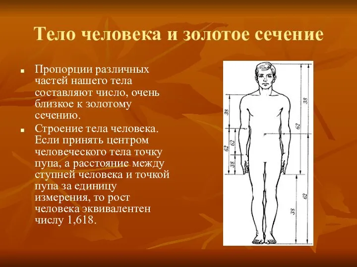 Тело человека и золотое сечение Пропорции различных частей нашего тела составляют