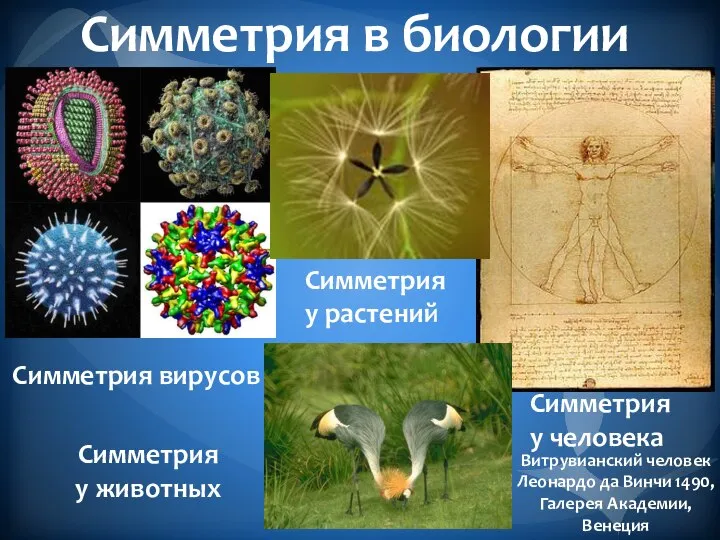 Симметрия в биологии Симметрия вирусов Симметрия у растений Симметрия у животных