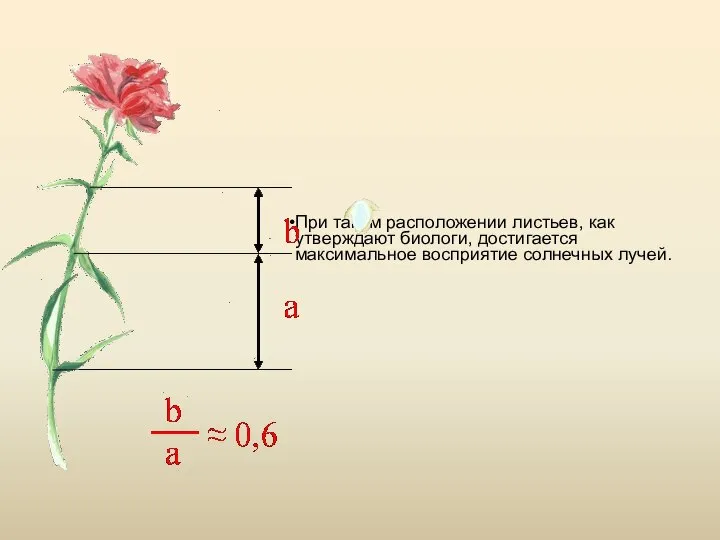 При таком расположении листьев, как утверждают биологи, достигается максимальное восприятие солнечных лучей.