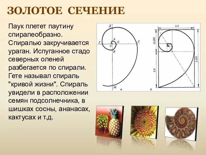 ЗОЛОТОЕ СЕЧЕНИЕ Паук плетет паутину спиралеобразно. Спиралью закручивается ураган. Испуганное стадо