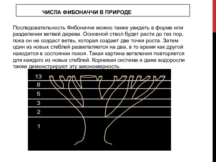 ЧИСЛА ФИБОНАЧЧИ В ПРИРОДЕ Последовательность Фибоначчи можно также увидеть в форме