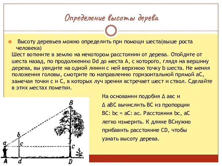 Определение высоты дерева Высоту деревьев можно определить при помощи шеста(выше роста