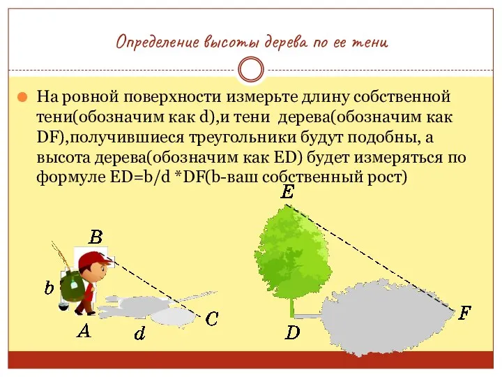 Определение высоты дерева по ее тени На ровной поверхности измерьте длину