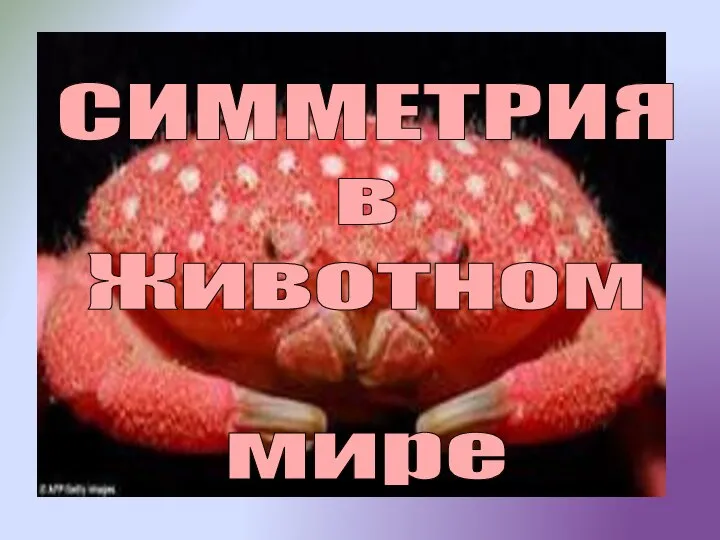 СИММЕТРИЯ в Животном мире