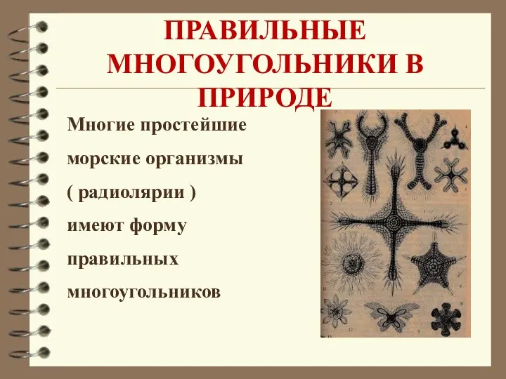 ПРАВИЛЬНЫЕ МНОГОУГОЛЬНИКИ В ПРИРОДЕ Многие простейшие морские организмы ( радиолярии ) имеют форму правильных многоугольников