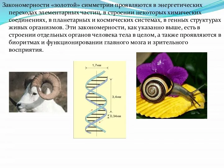 Закономерности «золотой» симметрии проявляются в энергетических переходах элементарных частиц, в строении