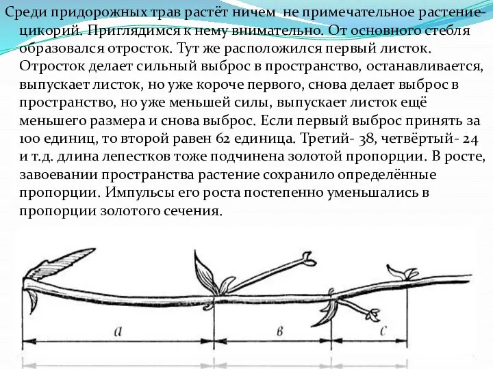 Среди придорожных трав растёт ничем не примечательное растение- цикорий. Приглядимся к