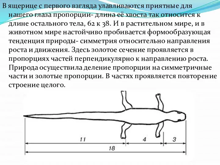 В ящерице с первого взгляда улавливаются приятные для нашего глаза пропорции-