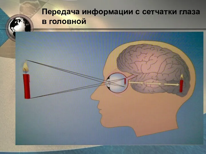 Передача информации с сетчатки глаза в головной