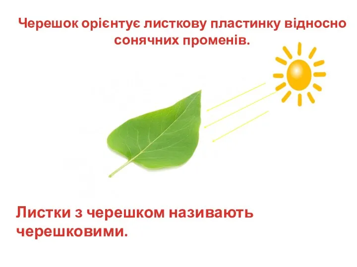 Листки з черешком називають черешковими. Черешок орієнтує листкову пластинку відносно сонячних променів.