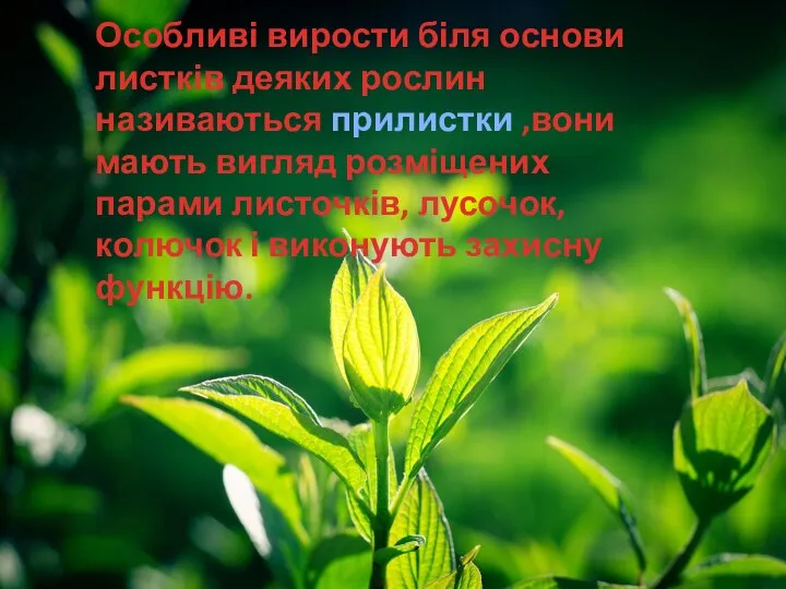 Особливі вирости біля основи листків деяких рослин називаються прилистки ,вони мають