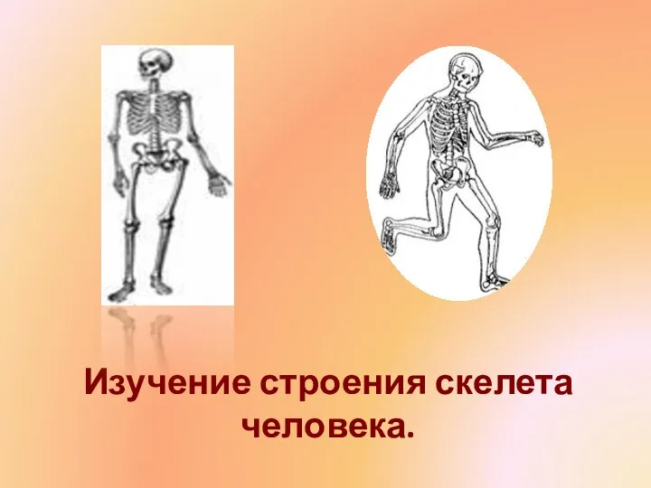 Изучение строения скелета человека