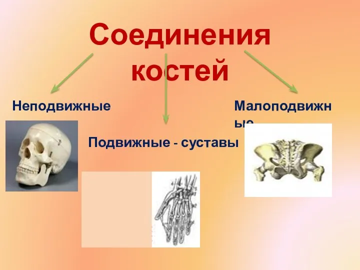 Соединения костей Неподвижные Подвижные - суставы Малоподвижные