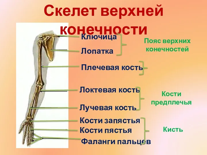 Скелет верхней конечности Ключица Лопатка Плечевая кость Локтевая кость Лучевая кость