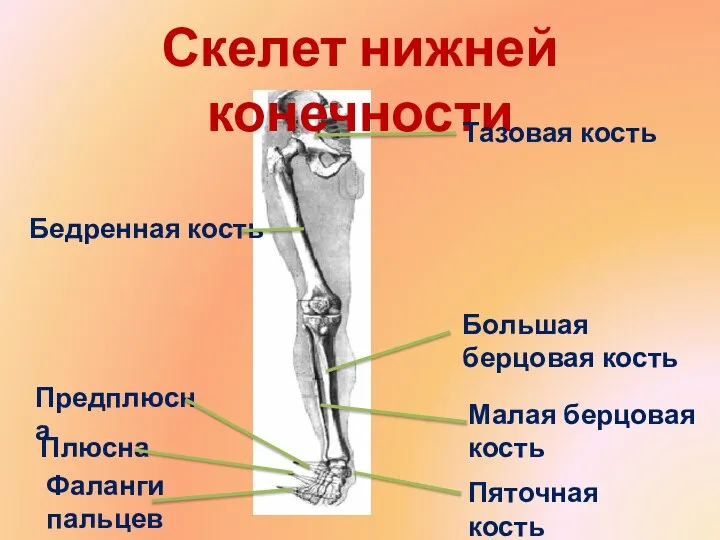 Скелет нижней конечности Тазовая кость Бедренная кость Большая берцовая кость Малая