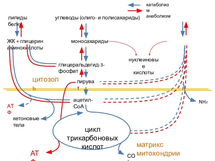 Биоокисление и цикл Кребса