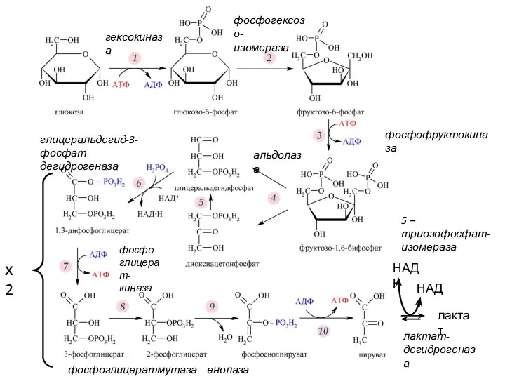 х2 лактат НАДН НАД+ лактат- дегидрогеназа гексокиназа фосфофруктокиназа фосфогексозо- изомераза альдолаза