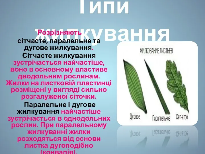 Типи жилкування Розрізняють сітчасте, паралельне та дугове жилкування. Сітчасте жилкування зустрічається