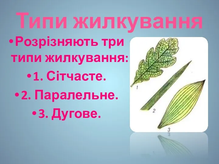 Типи жилкування Розрізняють три типи жилкування: 1. Сітчасте. 2. Паралельне. 3. Дугове.