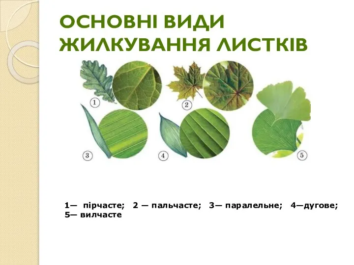 ОСНОВНІ ВИДИ ЖИЛКУВАННЯ ЛИСТКІВ 1— пірчасте; 2 — пальчасте; 3— паралельне; 4—дугове; 5— вилчасте