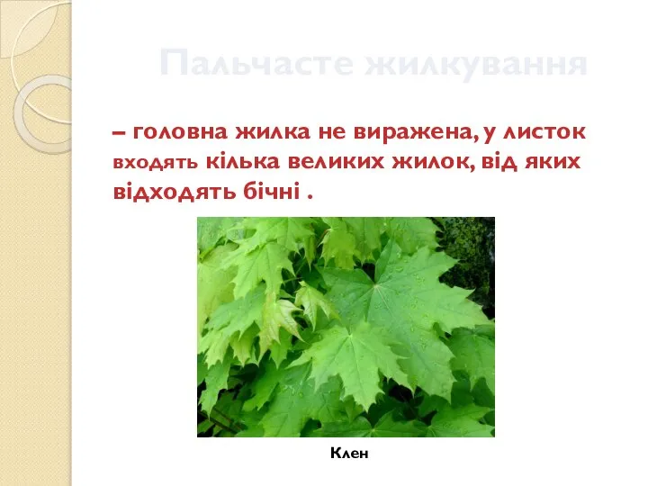 Пальчасте жилкування – головна жилка не виражена, у листок входять кілька