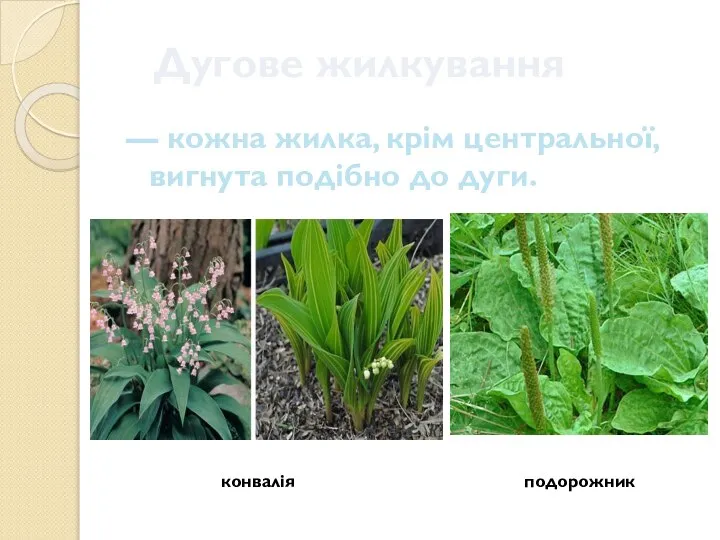 Дугове жилкування — кожна жилка, крім центральної, вигнута подібно до дуги. конвалія подорожник