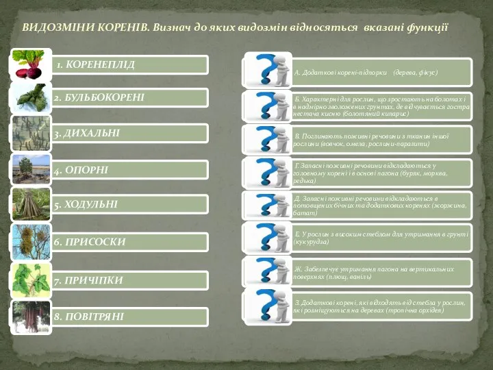 ВИДОЗМІНИ КОРЕНІВ. Визнач до яких видозмін відносяться вказані функції