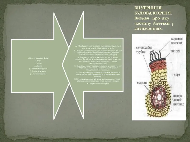 ВНУТРІШНЯ БУДОВА КОРЕНЯ. Визнач про яку частину йдеться у визначеннях.